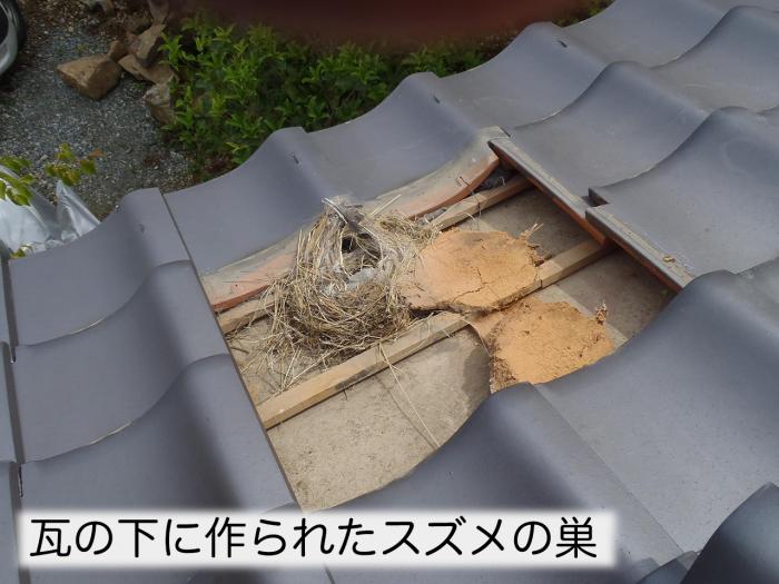 特大サイズのスズメの飛揚 想像以上に大きい鳥の被害 スズメ編｜